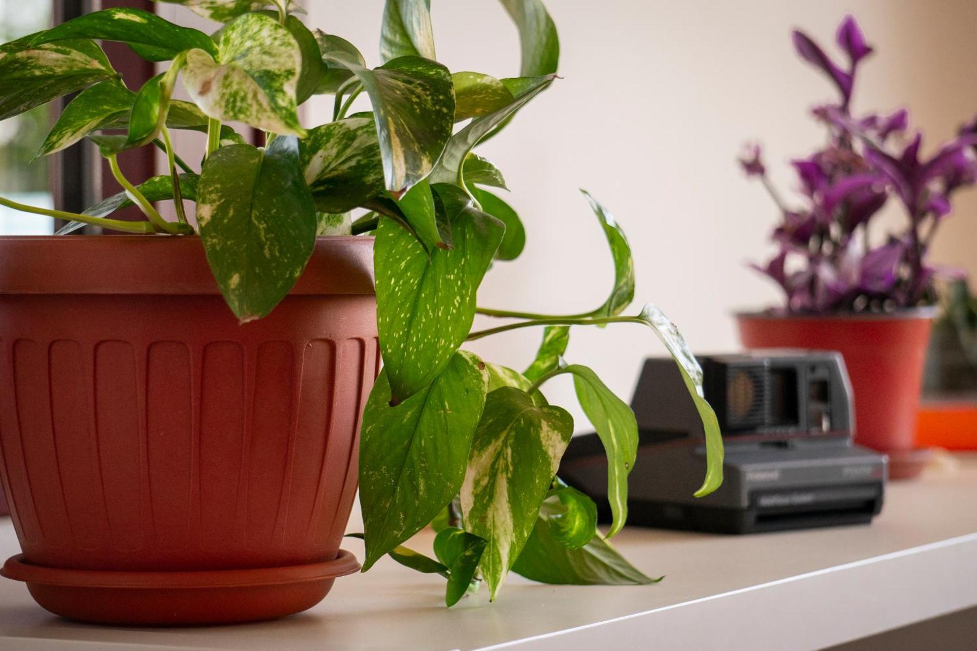 Coliving Together Gargano Vieste Dış mekan fotoğraf